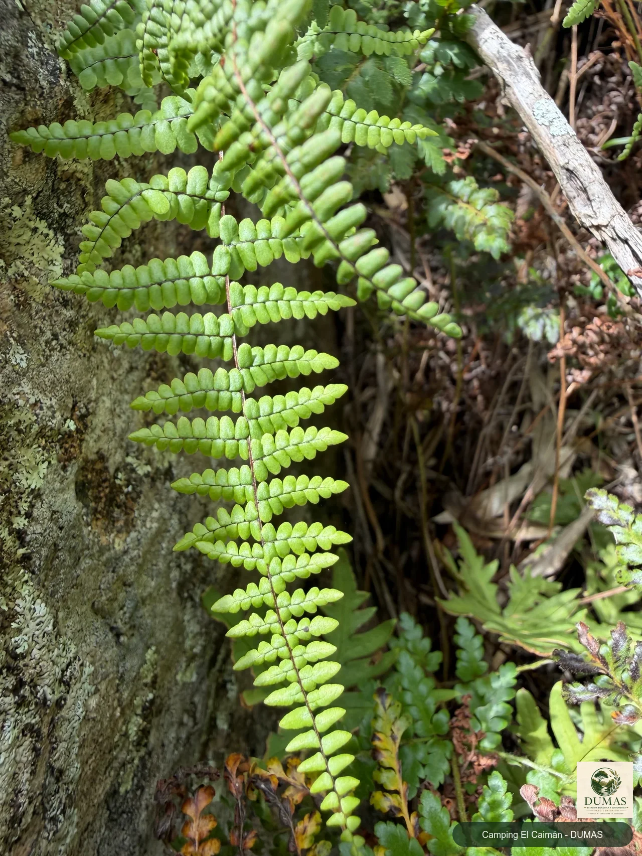 Registro fotográfico de Adiantopsis chlorophylla