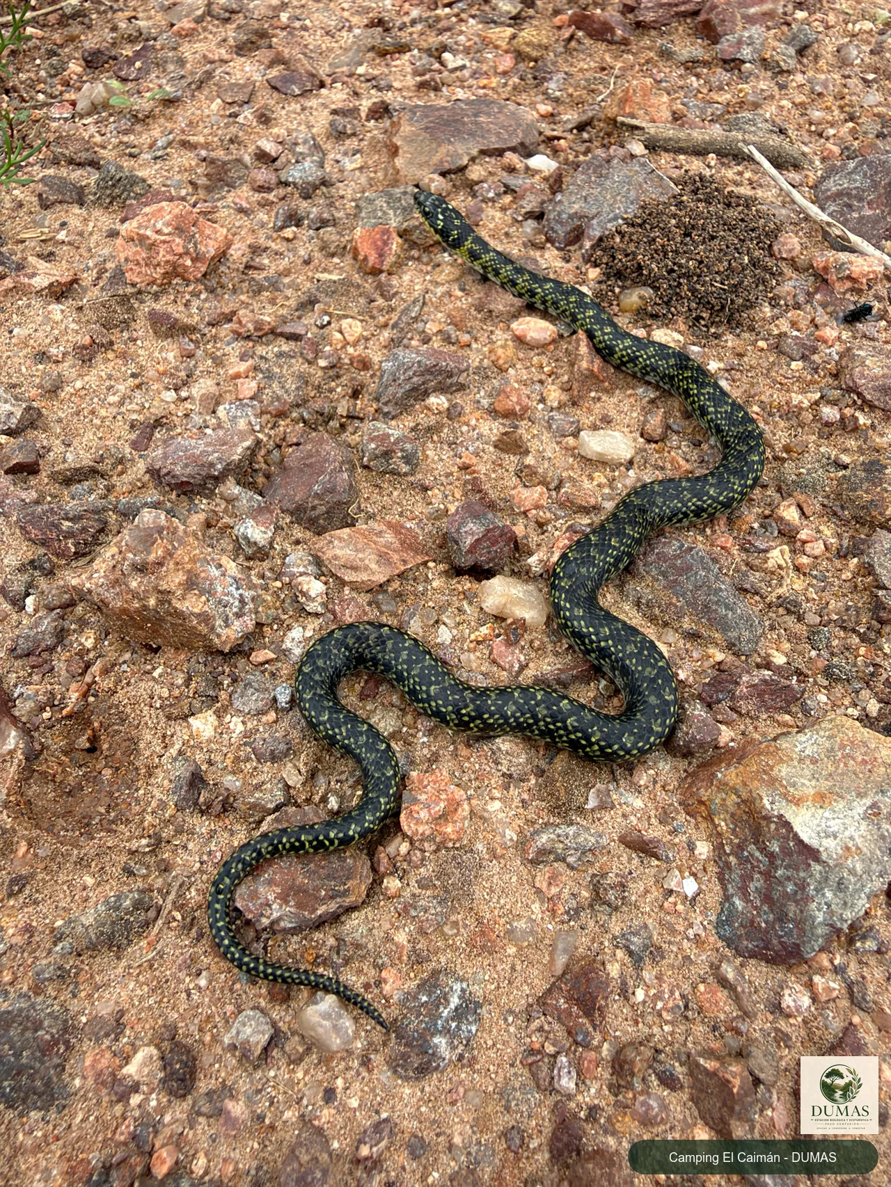 Registro fotográfico de Culebra verde y amarilla