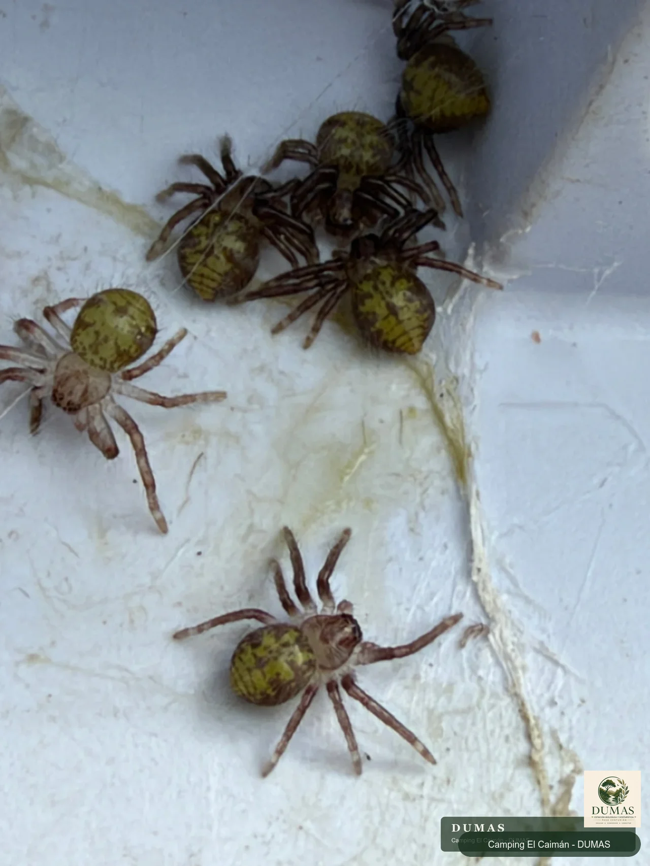 Juveniles de Polybetes sp. reunidos sobre una superficie clara