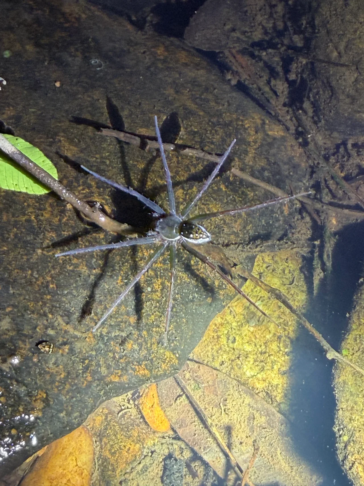 Foto del paseo Observación nocturna de anfibios y fauna asociada