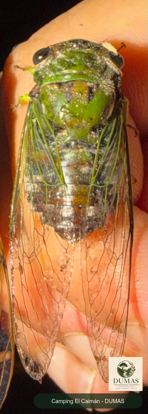 Registro fotográfico de Acanthoventris