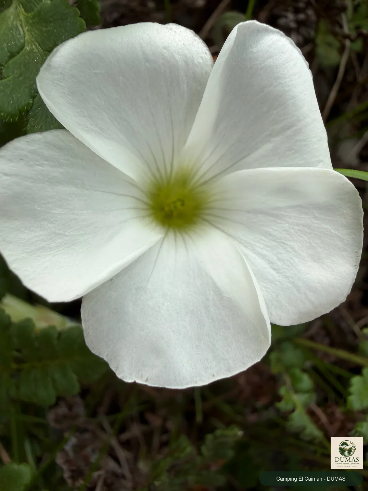 Registro fotográfico de Oxalis sellowiana