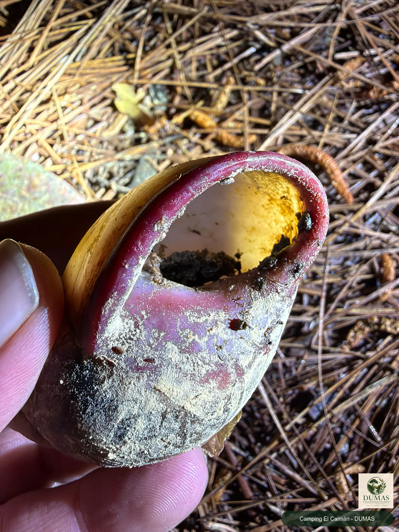 Registro fotográfico de Caracol de Boca Rosada