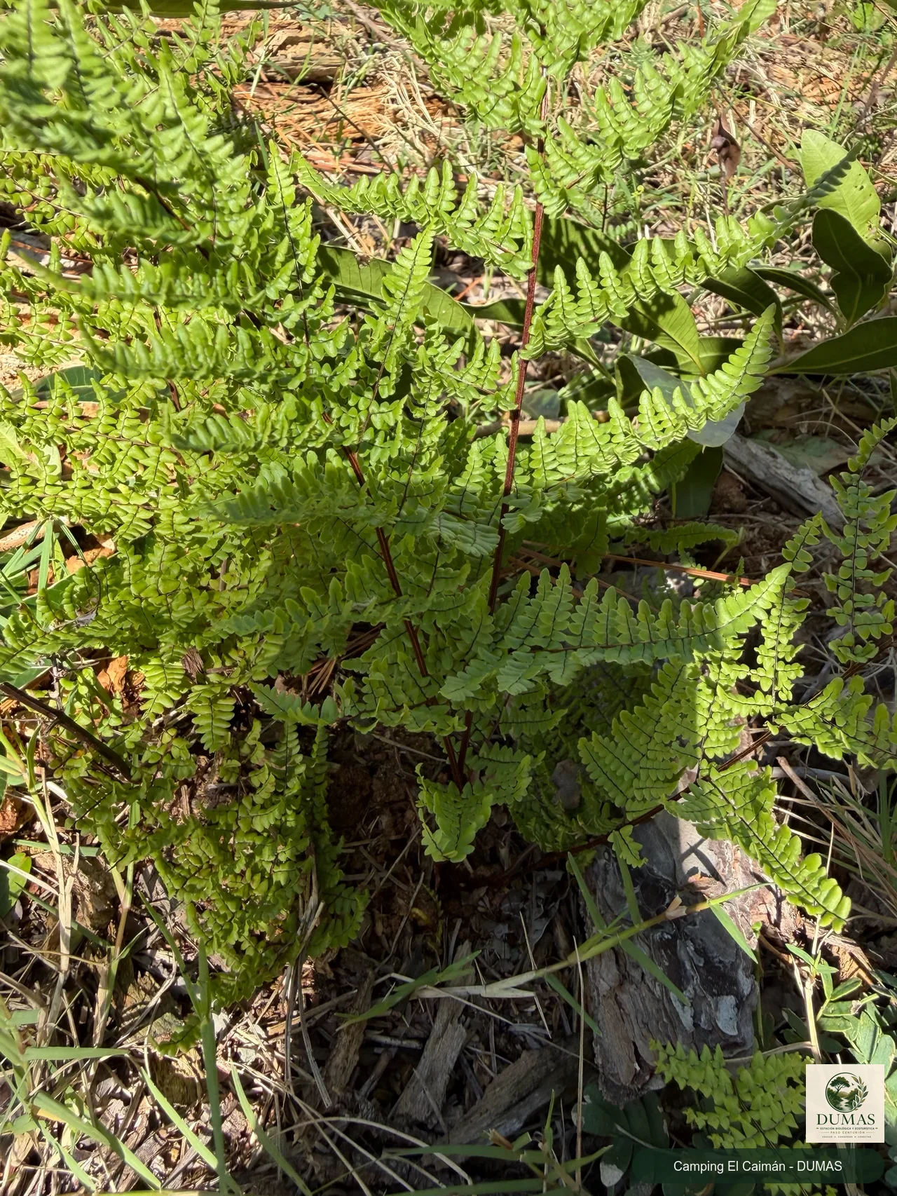Registro fotográfico de Adiantopsis chlorophylla