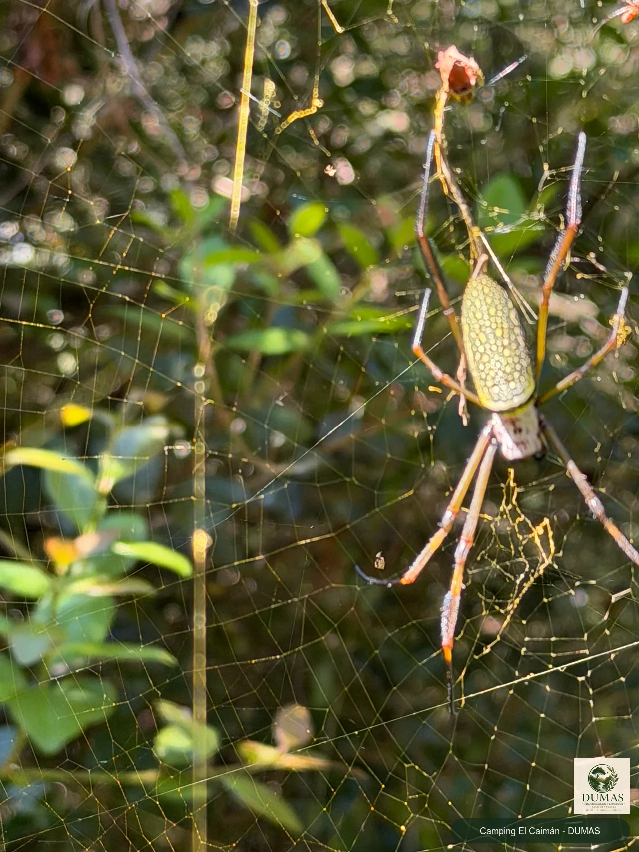 Registro fotográfico de Araña de seda dorada