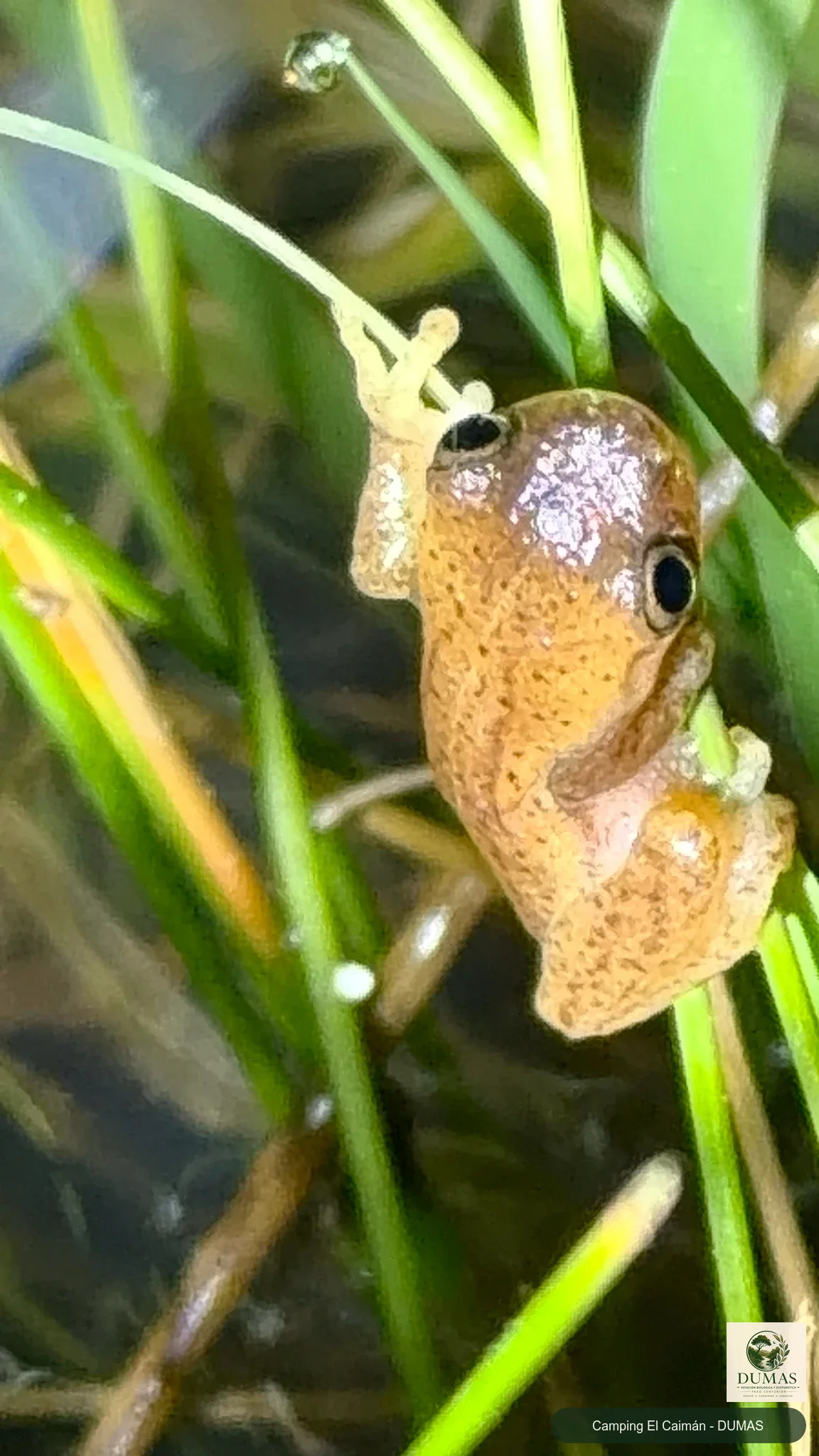 Registro fotográfico de Dendropsophus sanborni