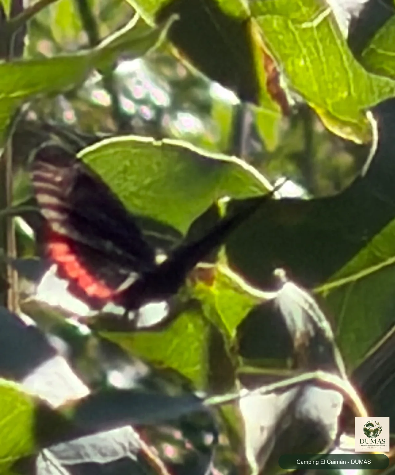 Registro fotográfico de Mariposa de borde rojo Sudamericana