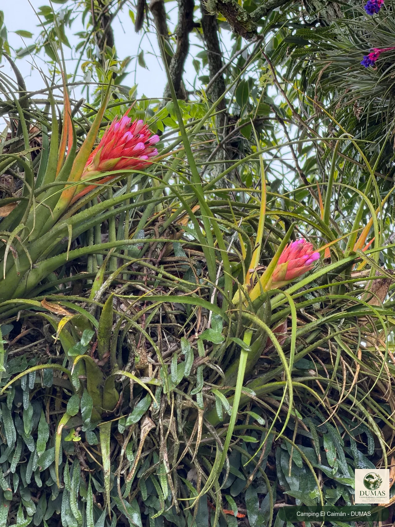 Registro fotográfico de Aechmea recurvata