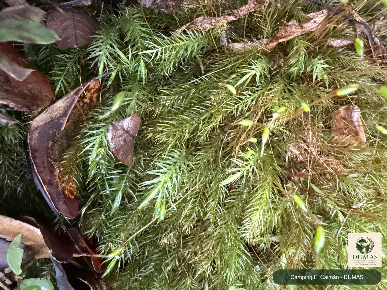 Registro fotográfico de Pyrrhobryum spiniforme