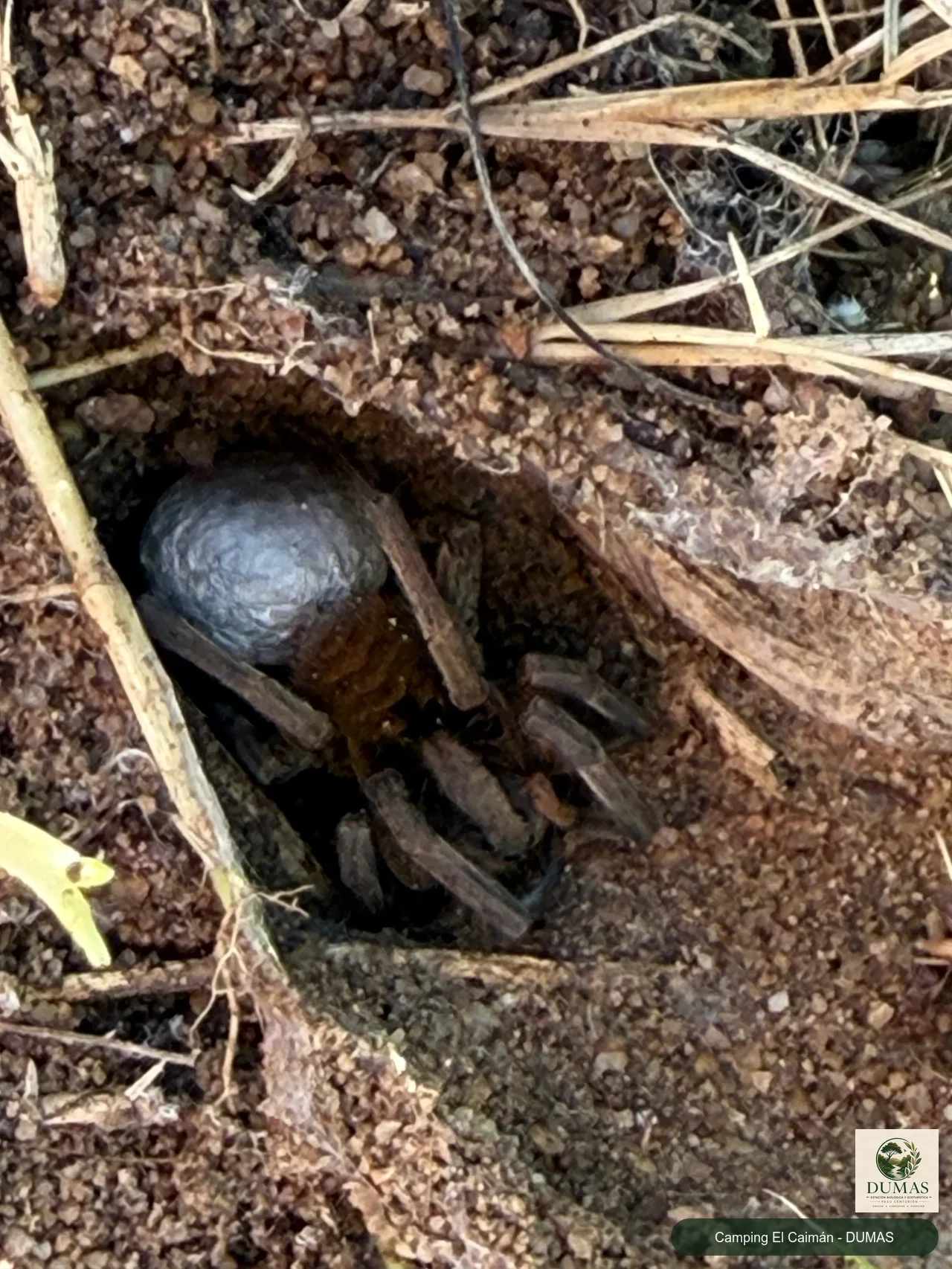 Registro fotográfico de Araña lobo de quelíceros rojos
