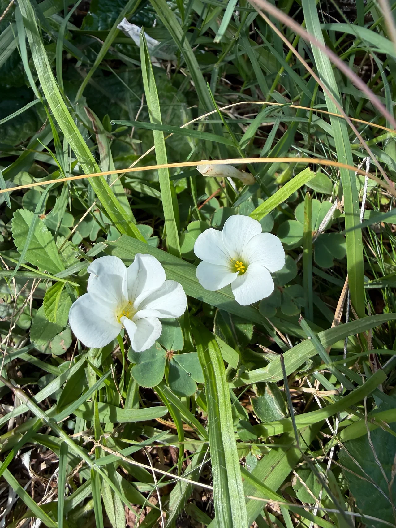 Registro fotográfico de Oxalis sellowiana