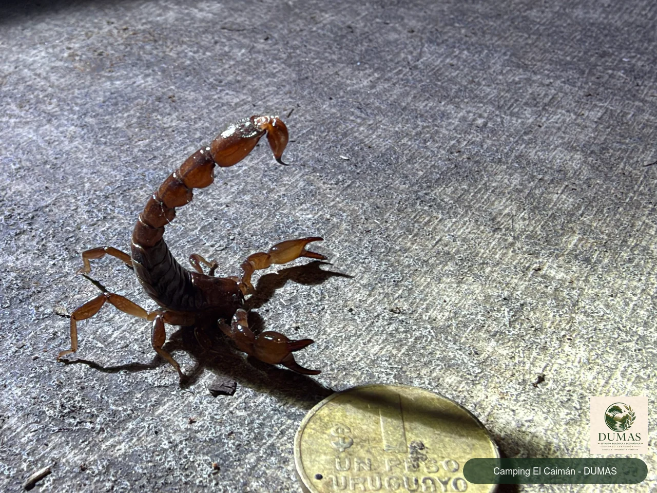 Registro fotográfico de Bothriurus bonariensis