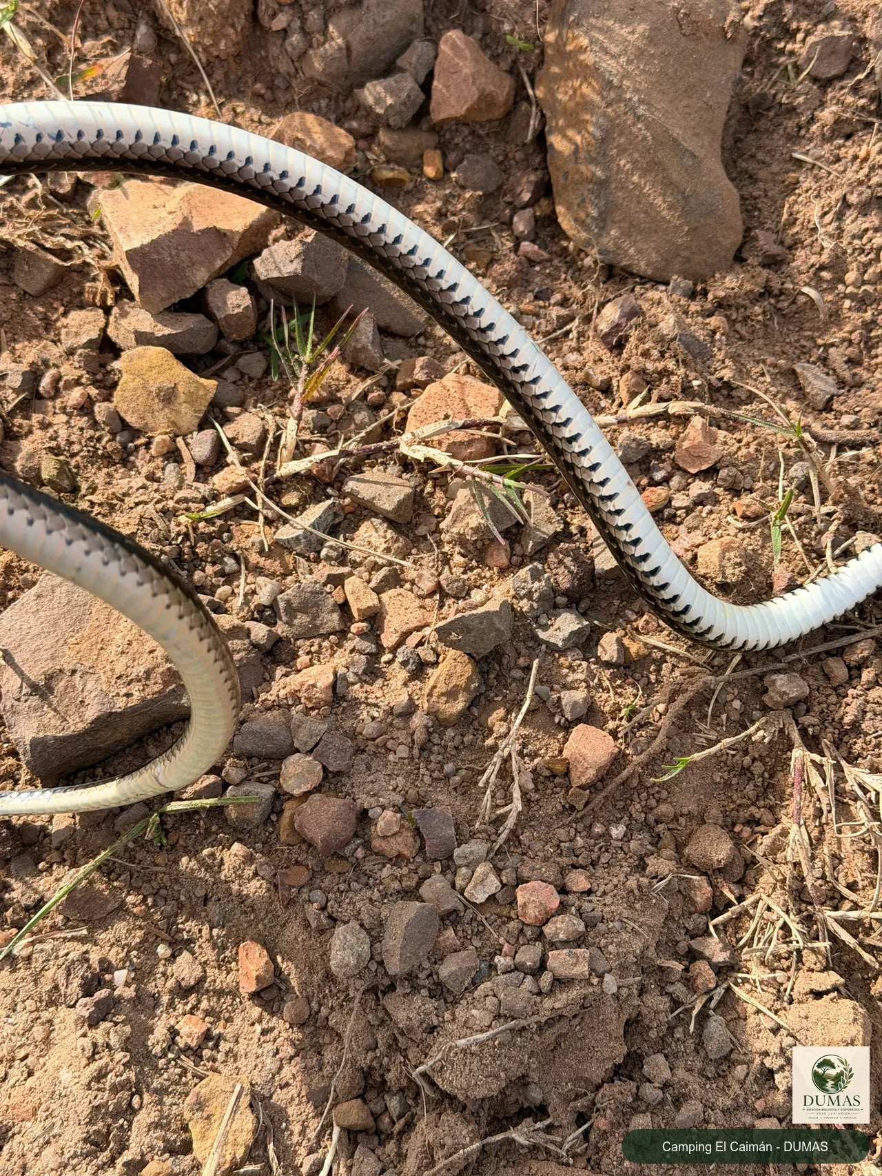 Registro fotográfico de Lygophis flavifrenatus