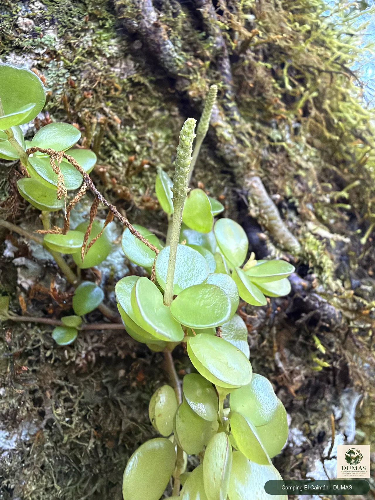 Registro fotográfico de Peperomia catharinae