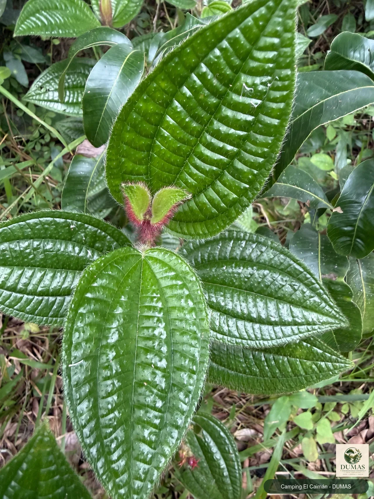 Registro fotográfico de Miconia australis