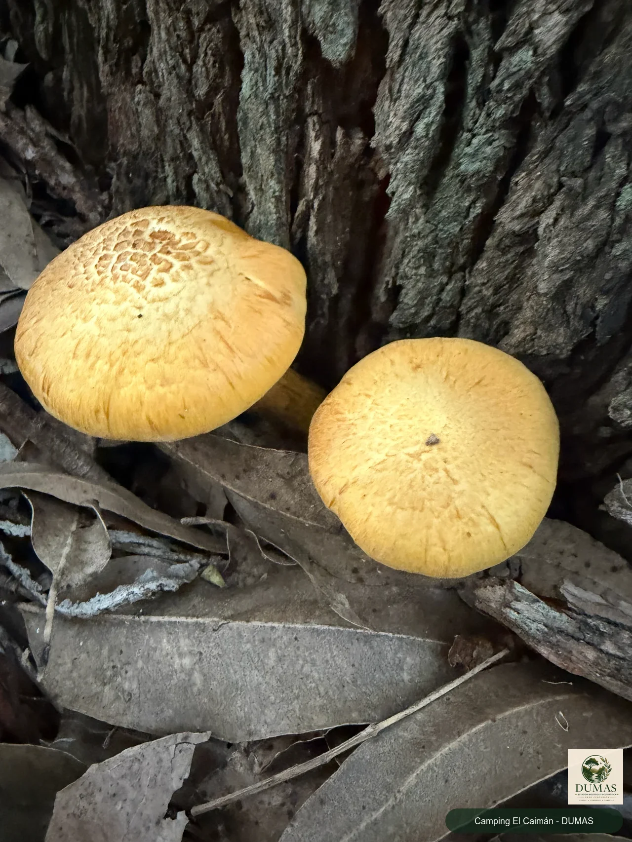 Registro fotográfico de Gymnopilus
