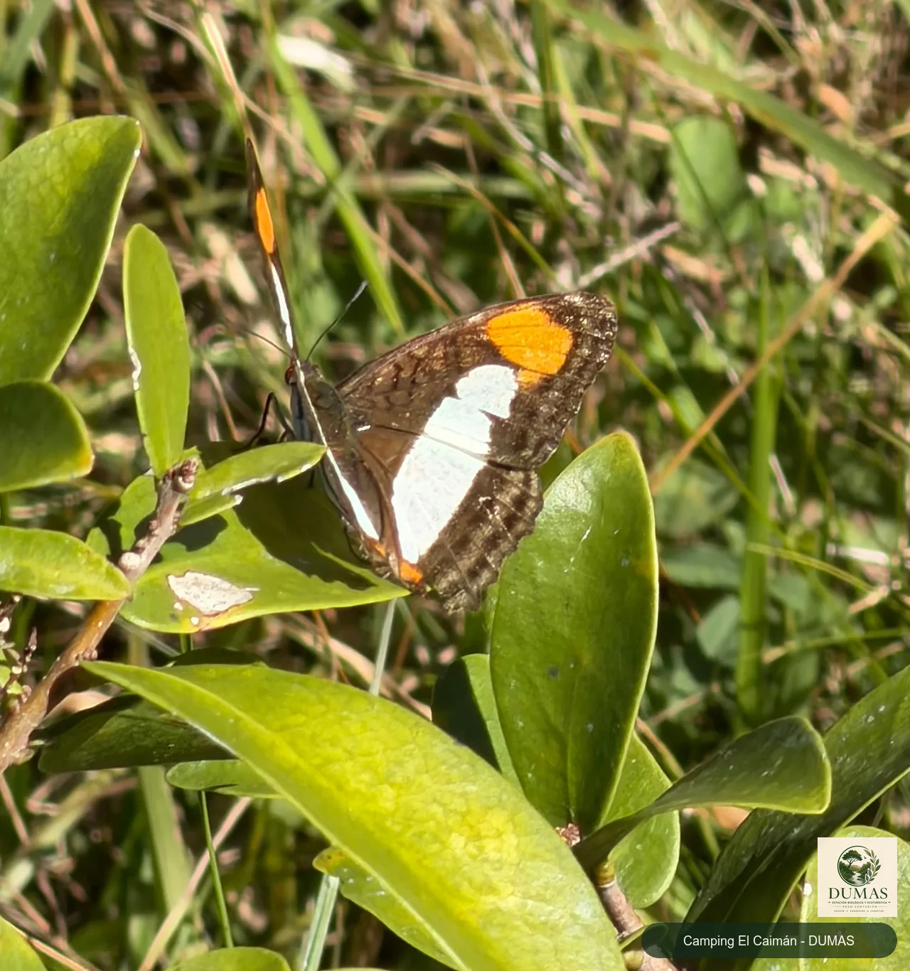 Registro fotográfico de Mariposas monjitas