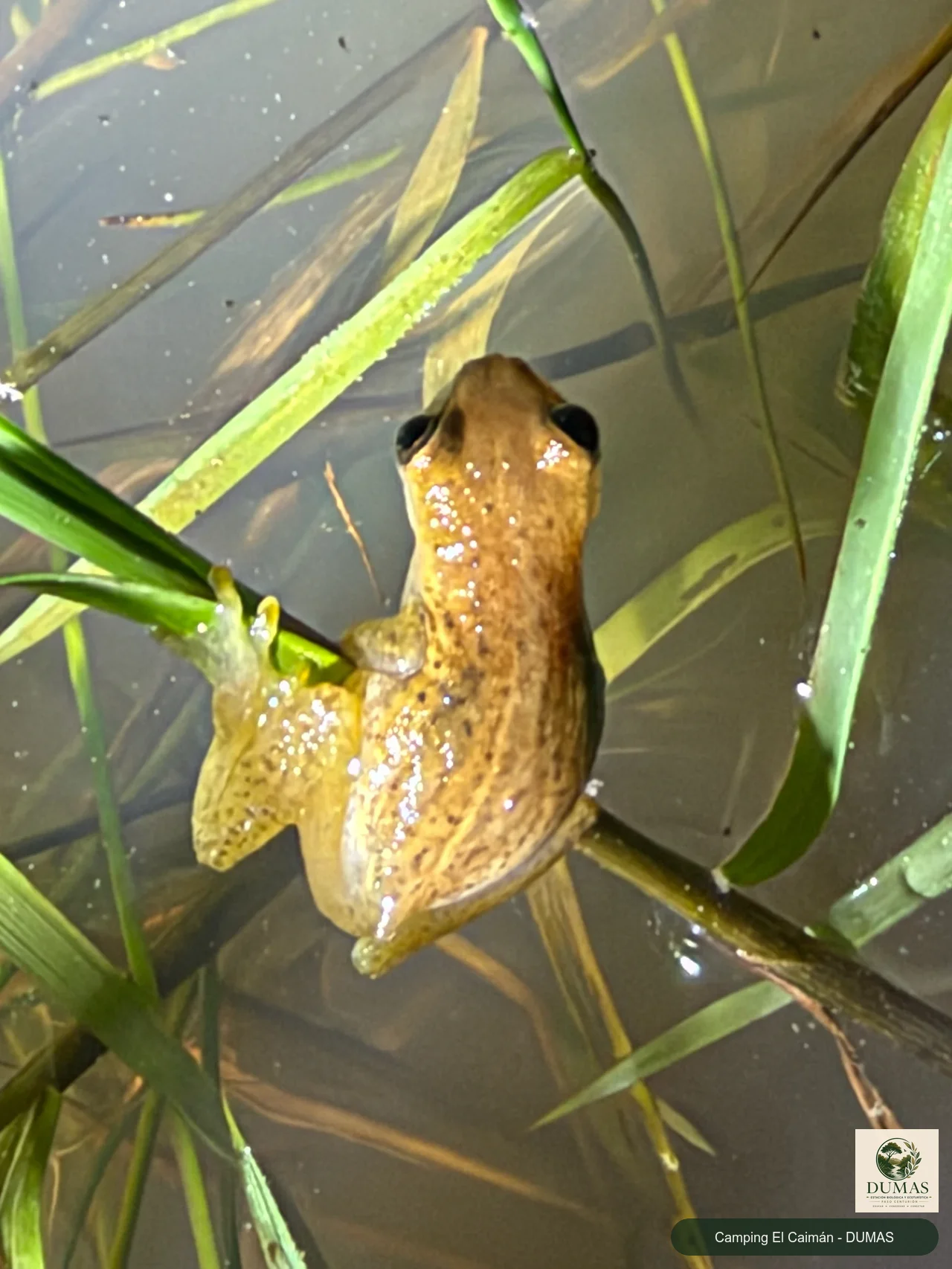 Registro fotográfico de Dendropsophus sanborni