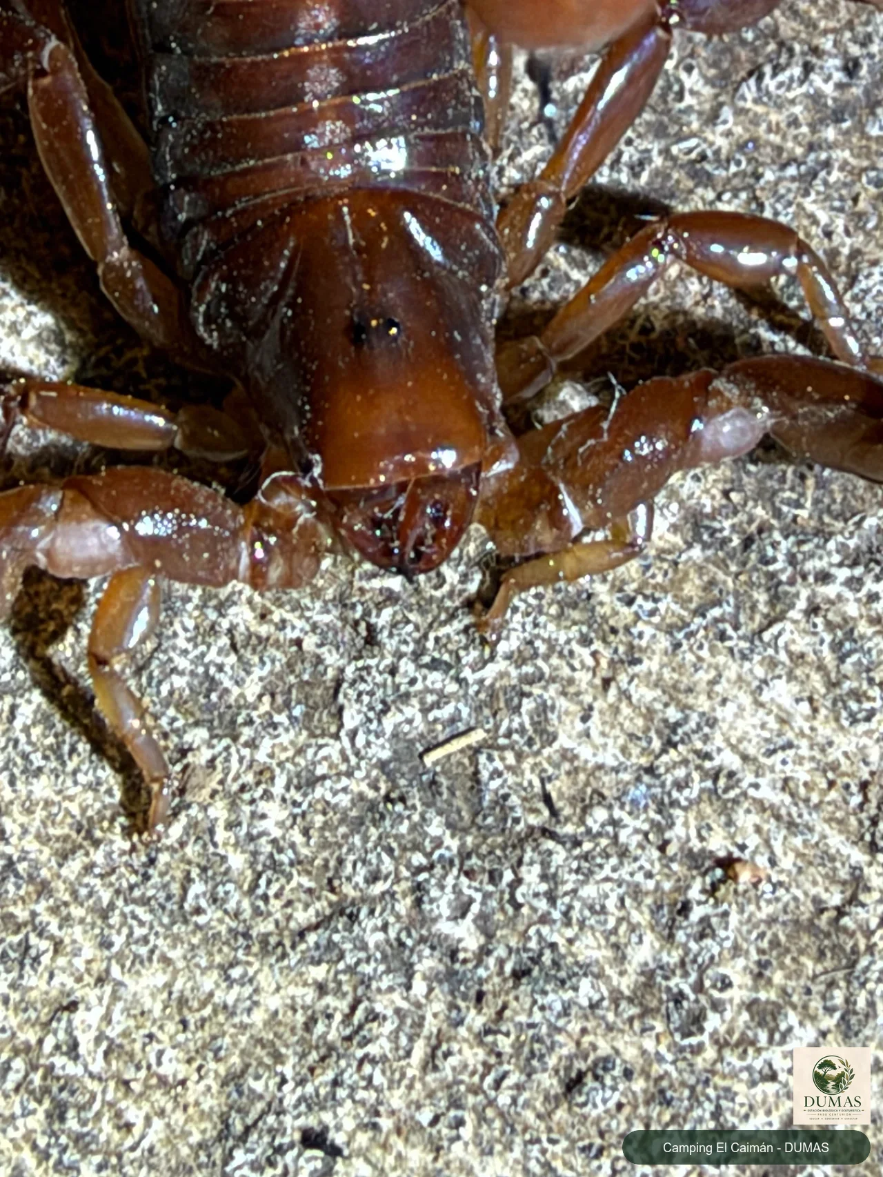 Registro fotográfico de Bothriurus bonariensis