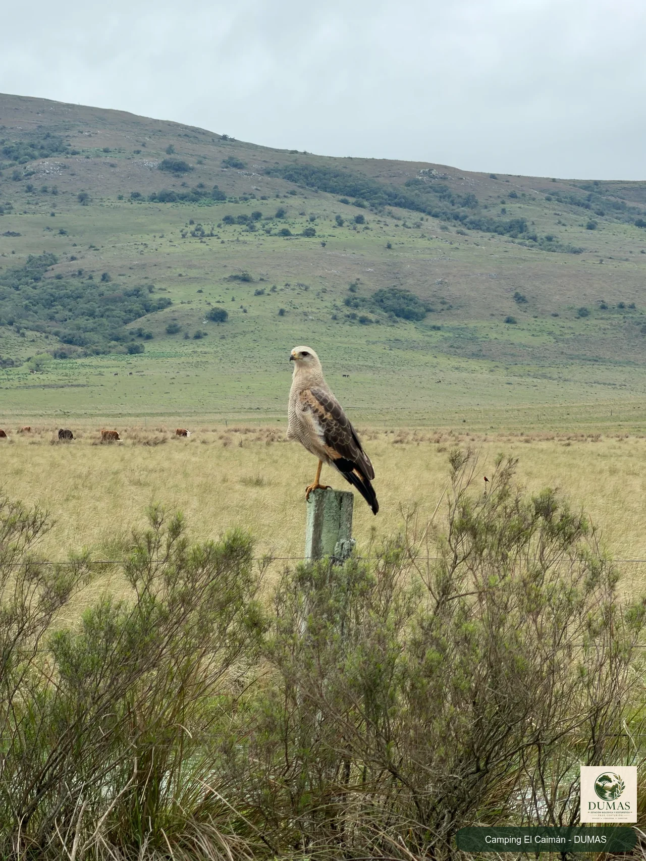 Registro fotográfico de Águila colorada