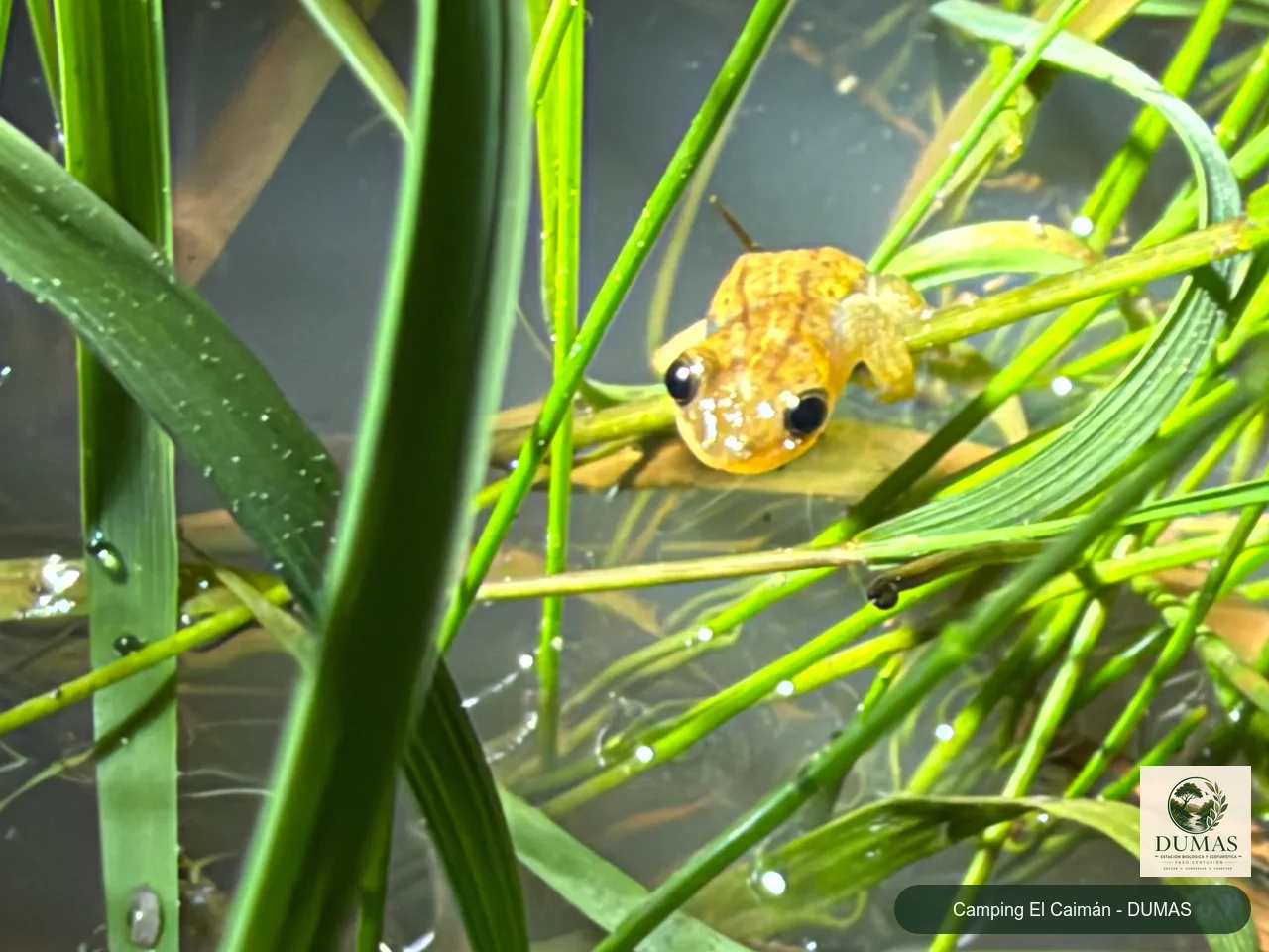 Registro fotográfico de Dendropsophus sanborni