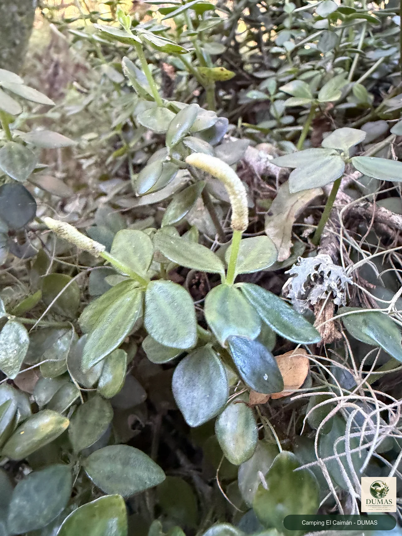 Registro fotográfico de Peperomia tetraphylla