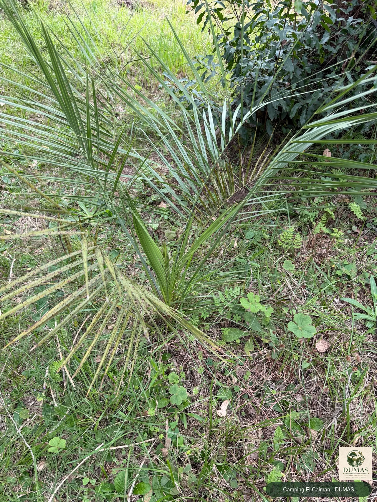 Registro fotográfico de Palmera butiá