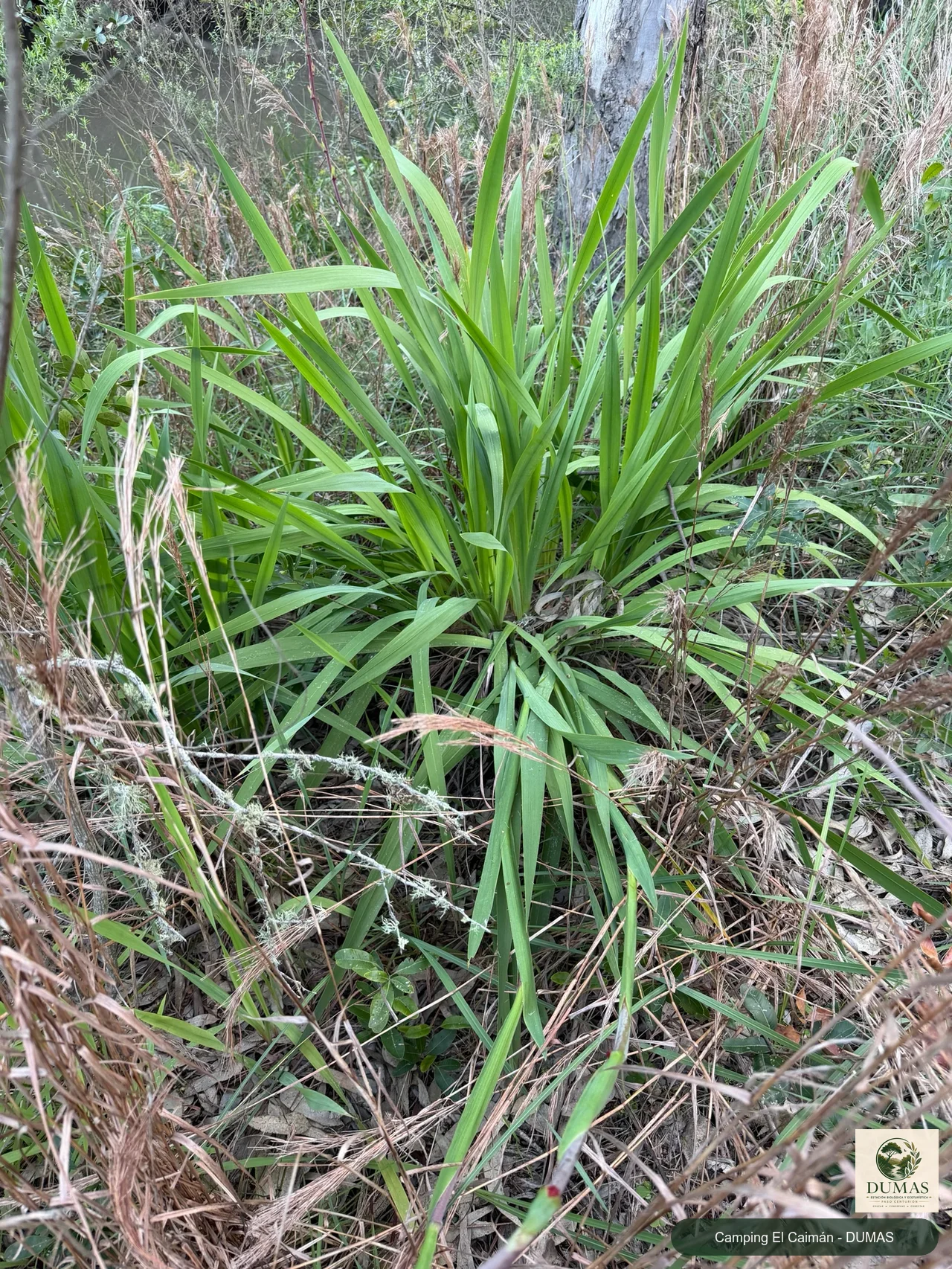 Registro fotográfico de Watsonia meriana