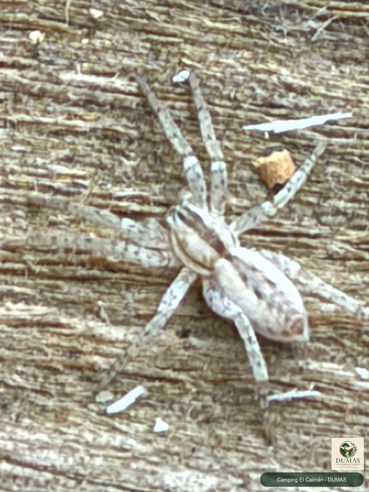 Registro fotográfico de Arachosia praesignis