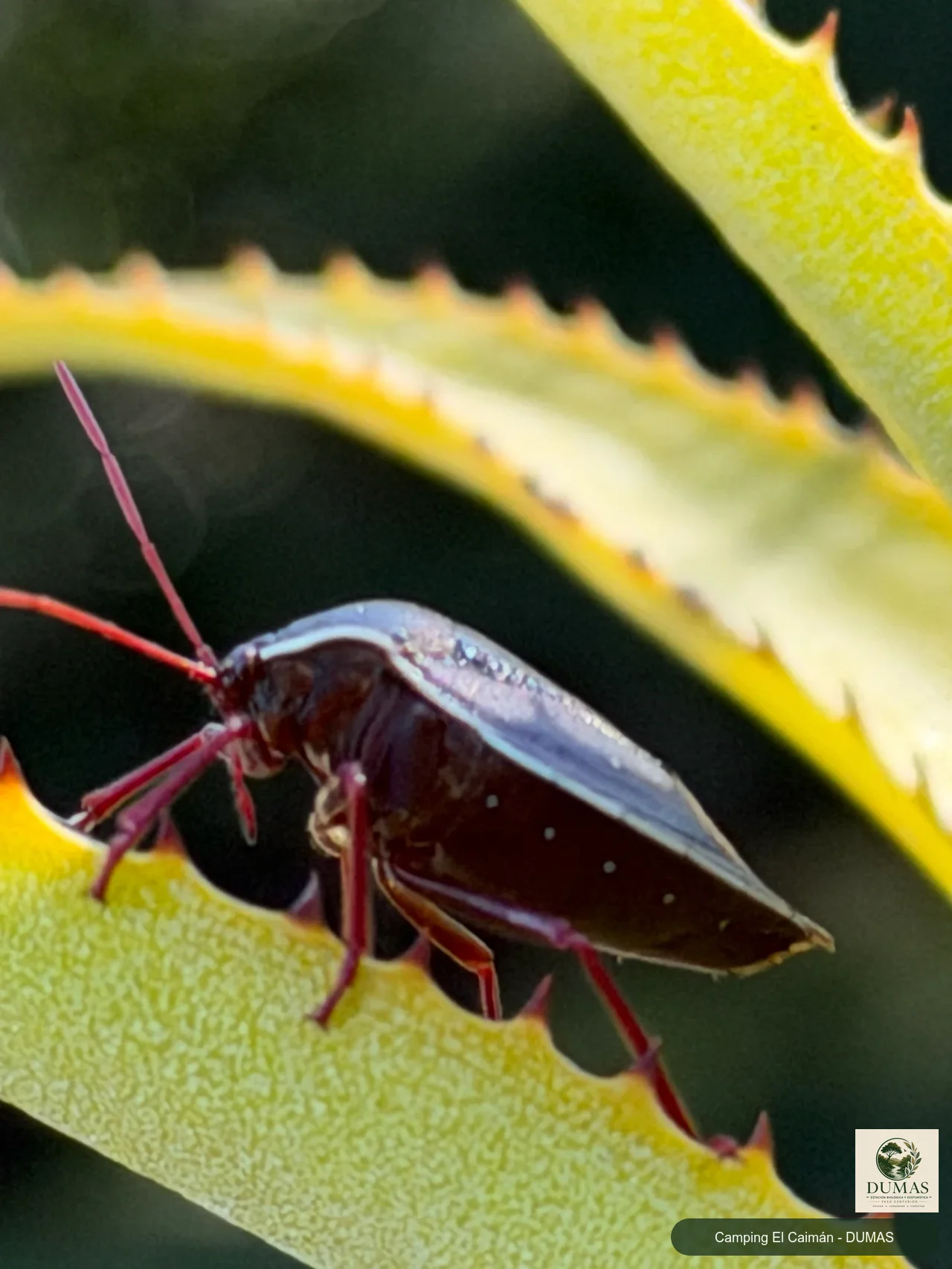 Registro fotográfico de Brachystethus geniculatus