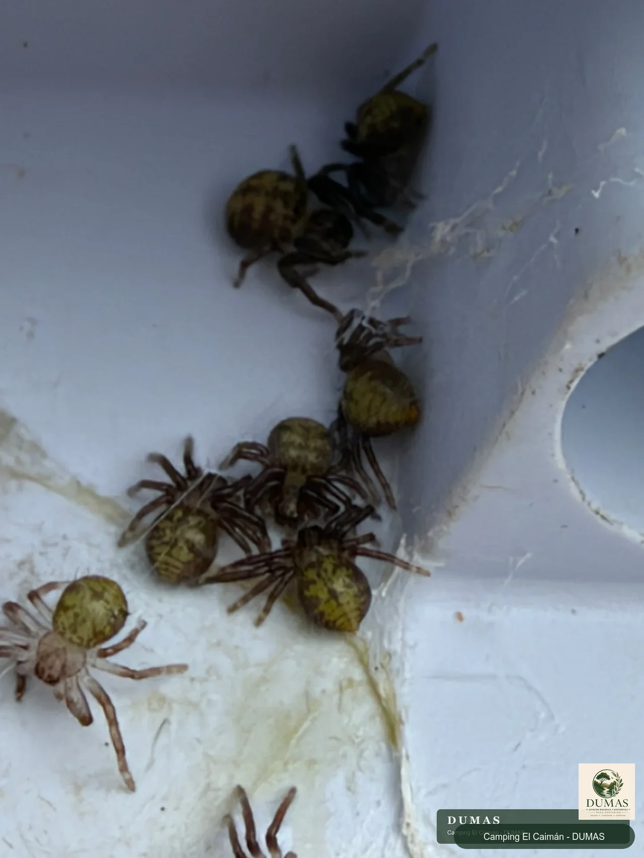 Juveniles de Polybetes sp. observados durante el mismo encuentro