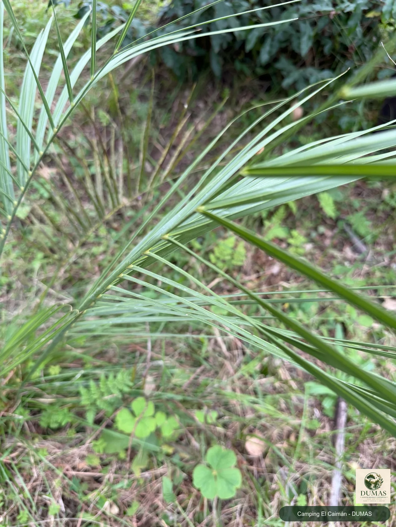 Registro fotográfico de Palmera butiá