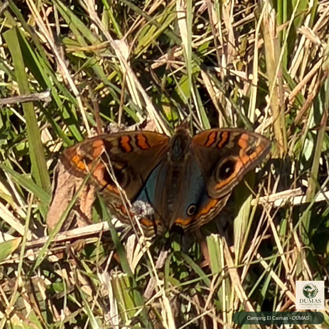 Registro fotográfico de Mariposas ojos de venado