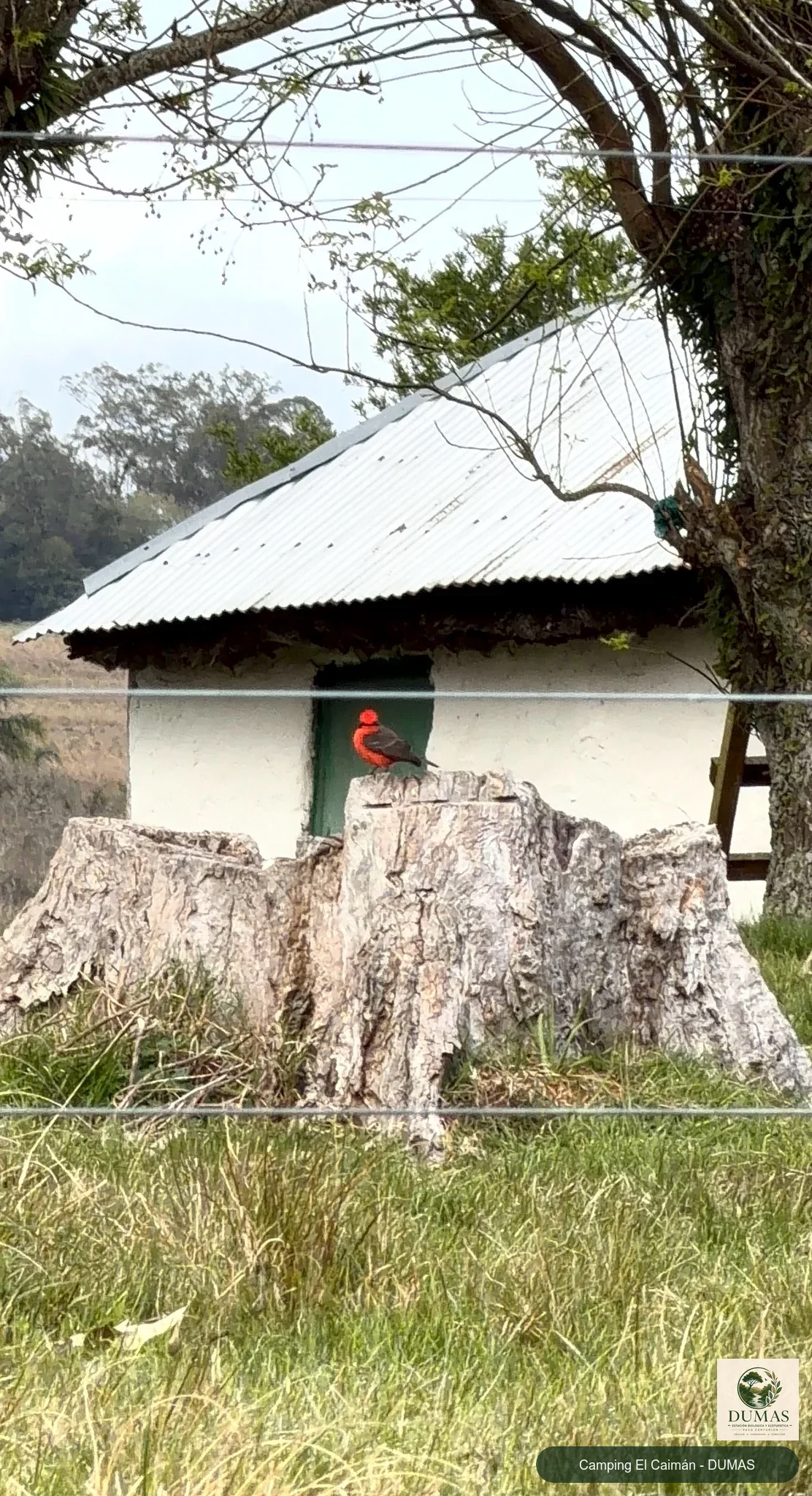 Registro fotográfico de Churrinche