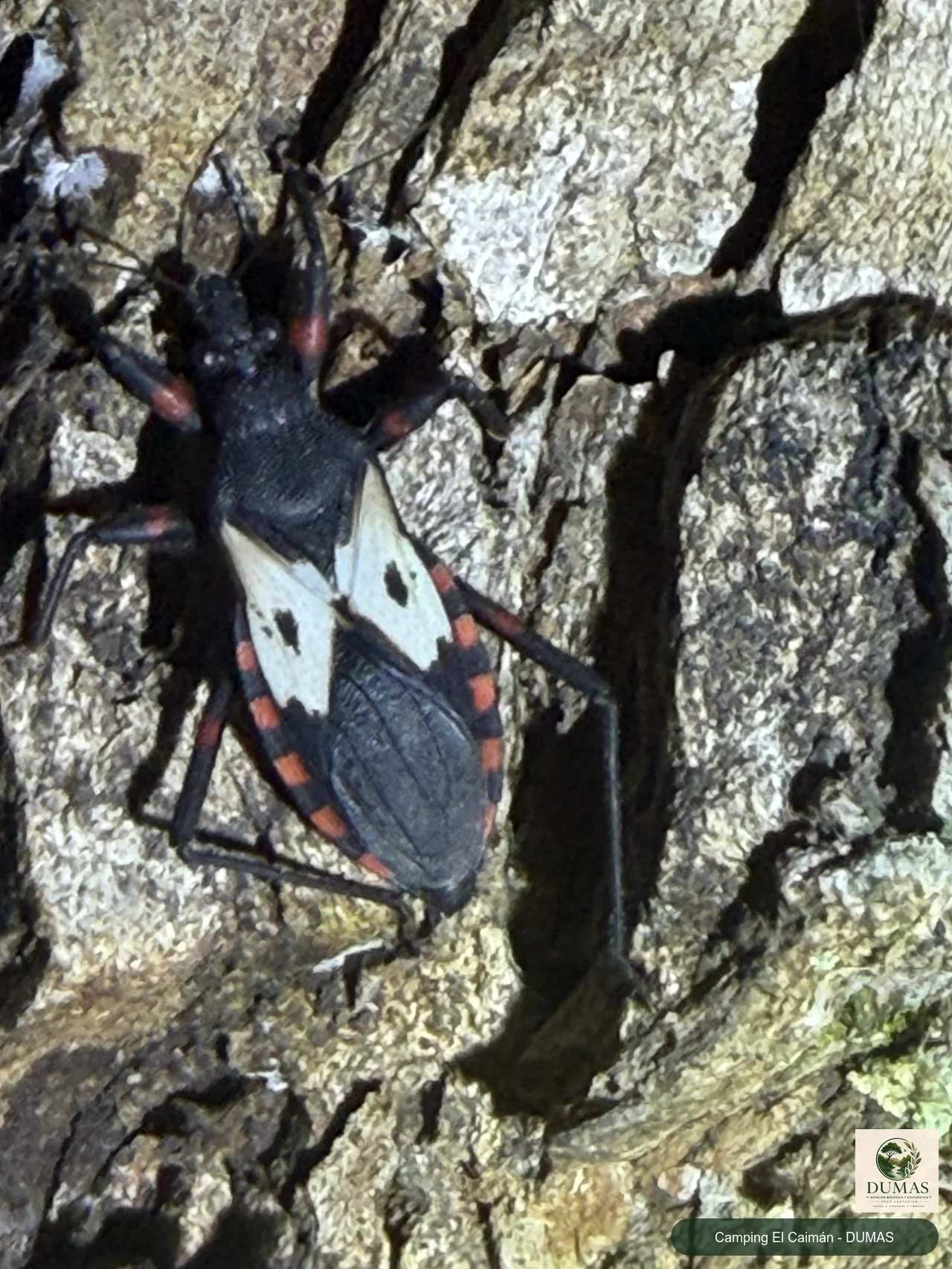Registro fotográfico de Microtomus conspicillaris