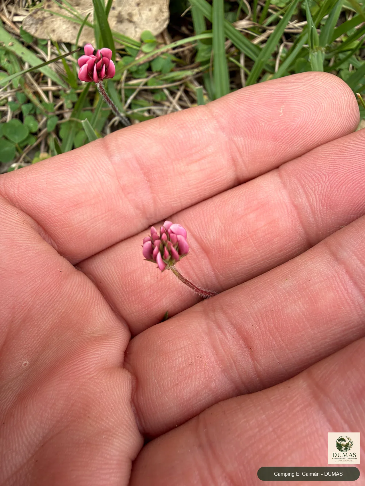 Registro fotográfico de Trifolium polymorphum