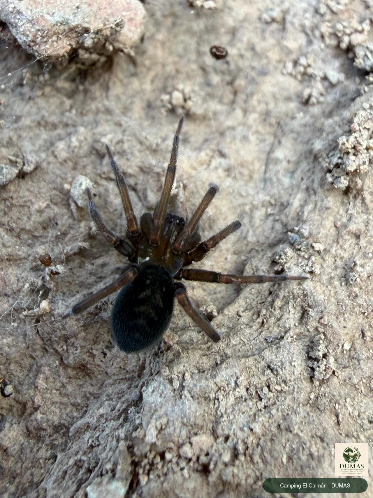 Registro fotográfico de Araña tejedora sudamericana