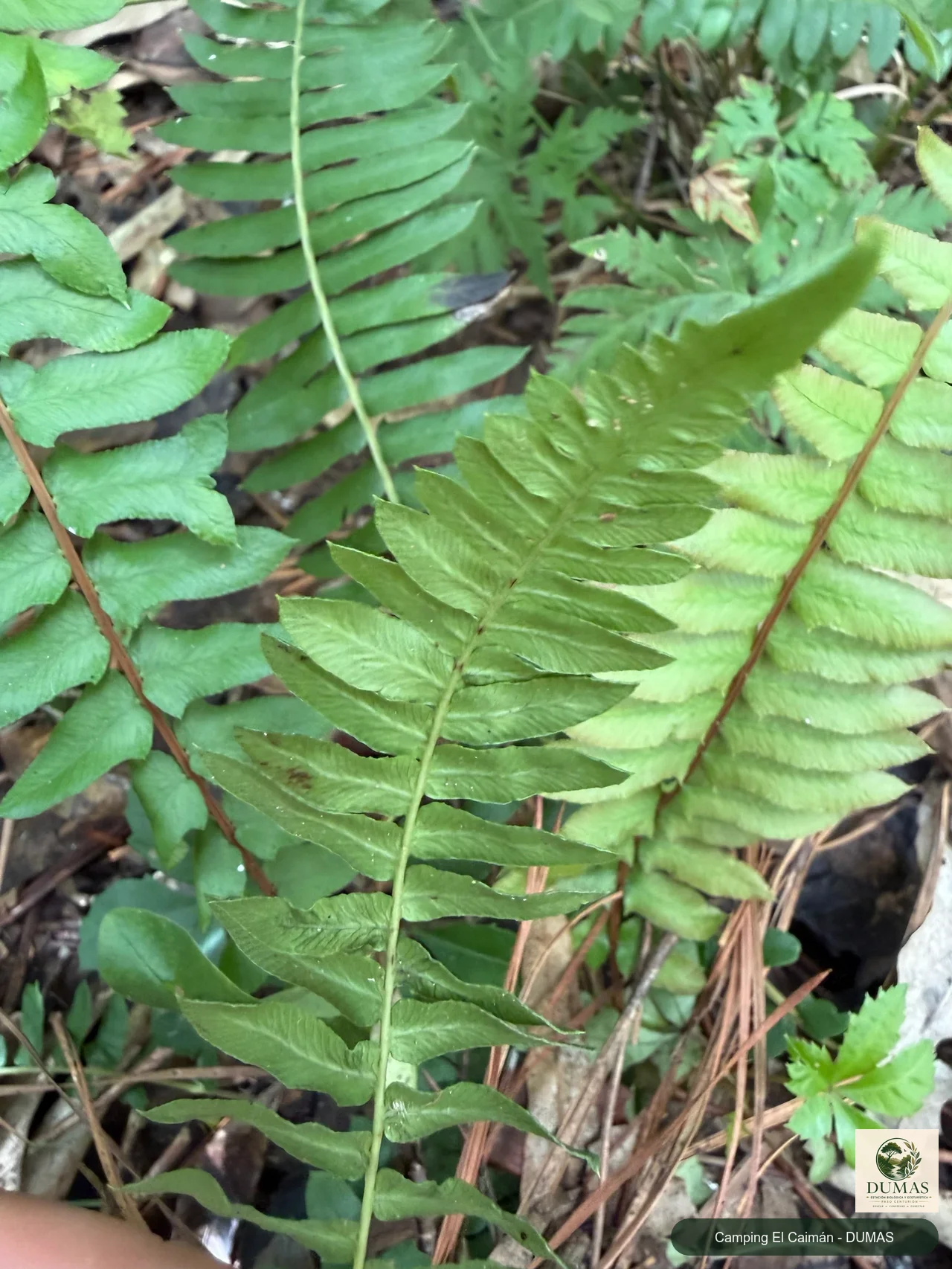 Registro fotográfico de Blechnum australe