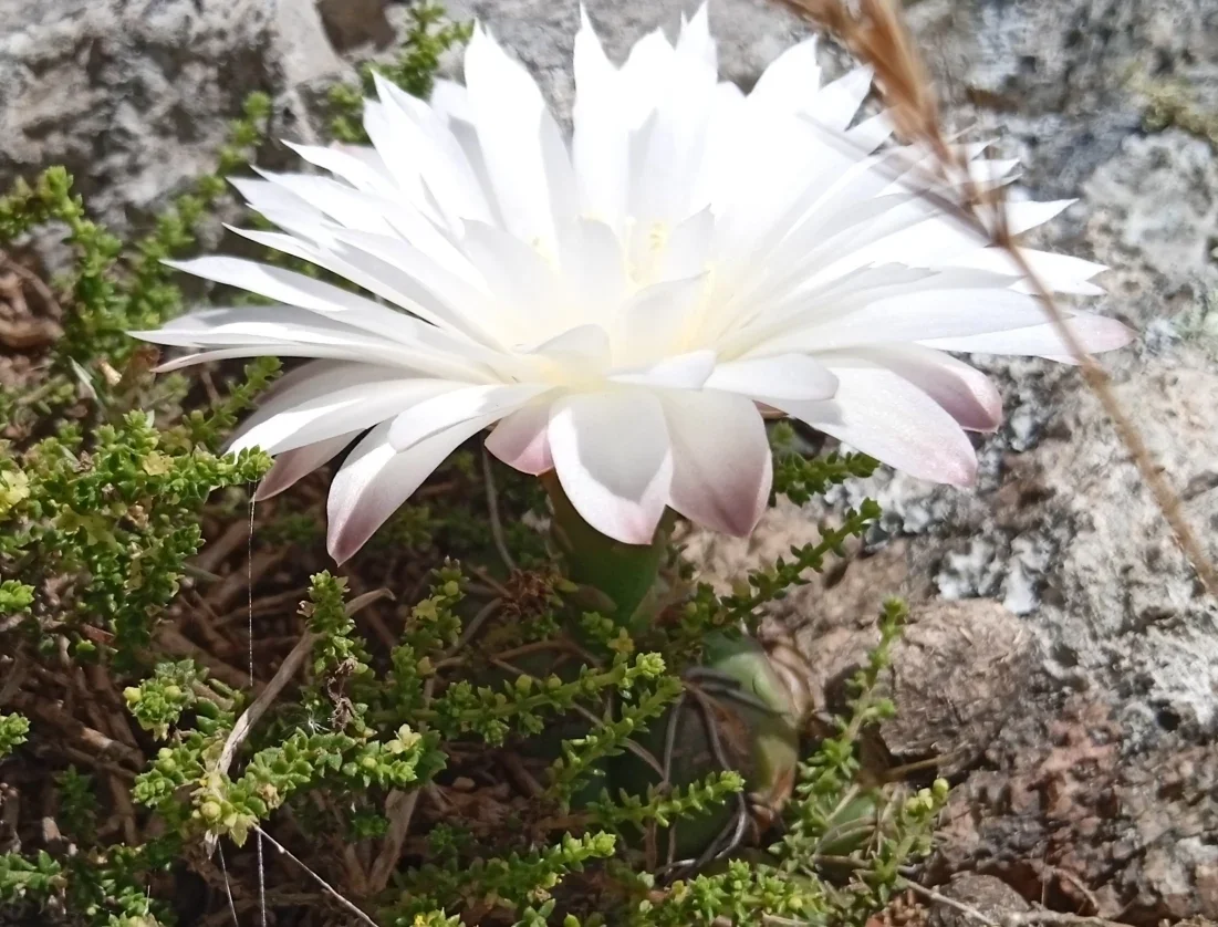 Gymnocalycium denudatum fotografiado en Uruguay