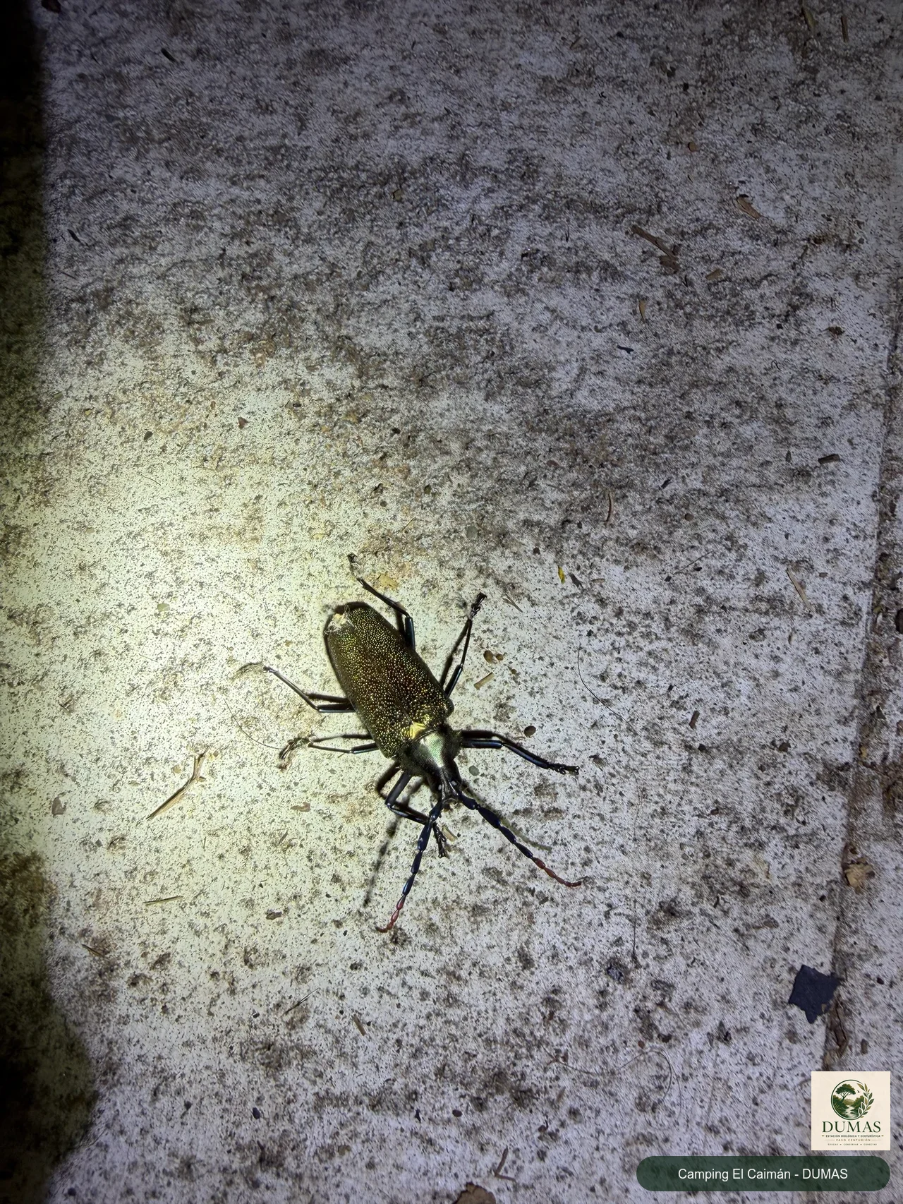 Registro fotográfico de Praemallaspis leucaspis