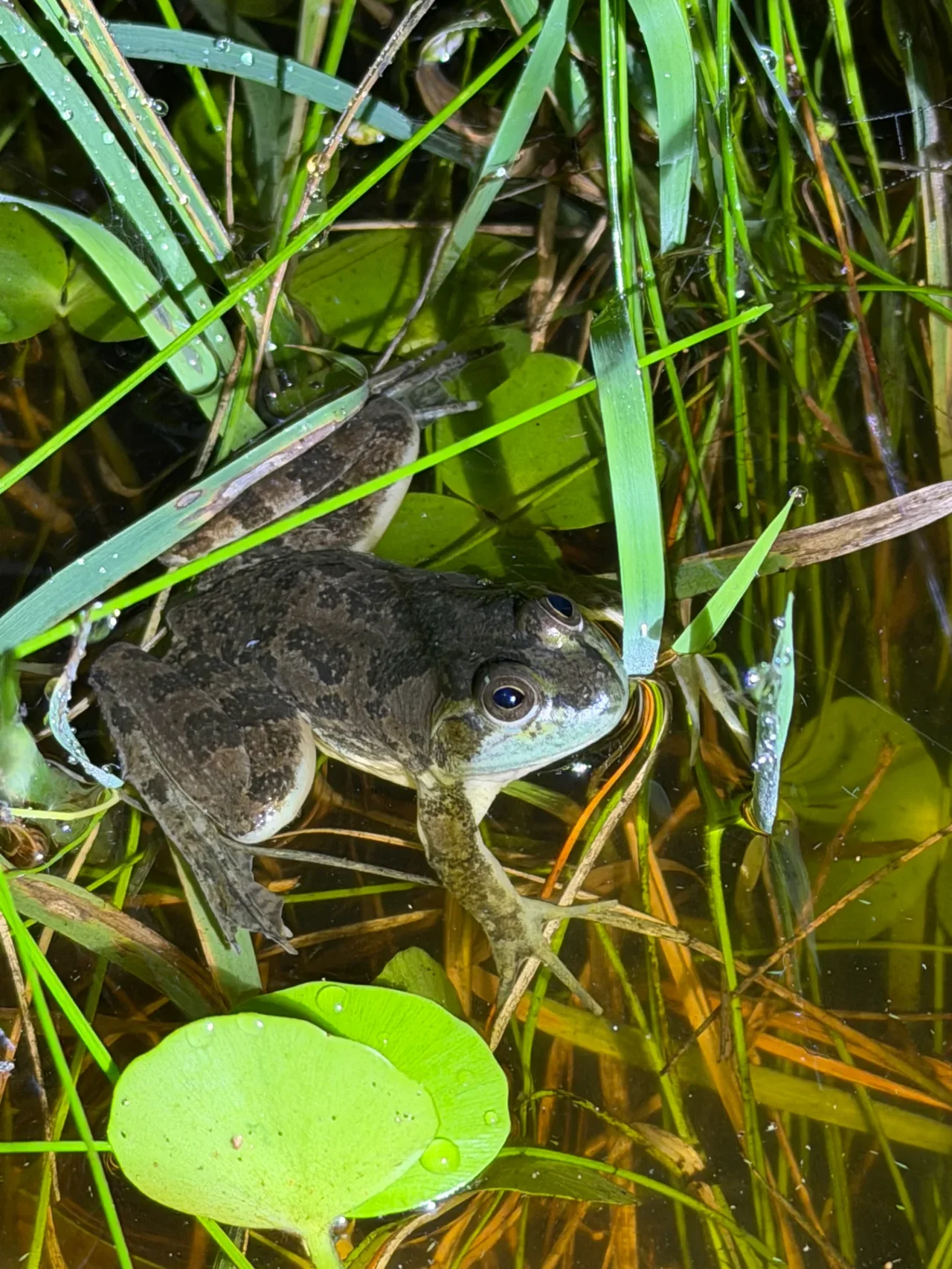 Foto del paseo Observación nocturna de anfibios y fauna asociada