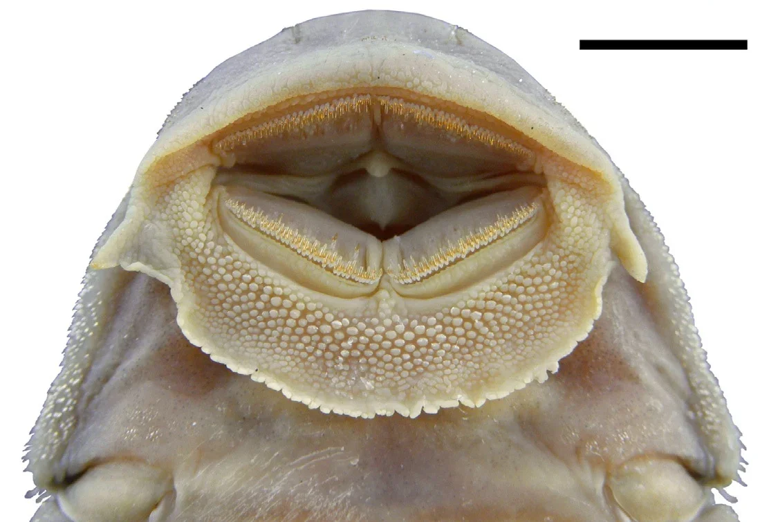Detalle de la boca de un ejemplar pequeño de Hemiancistrus punctulatus.