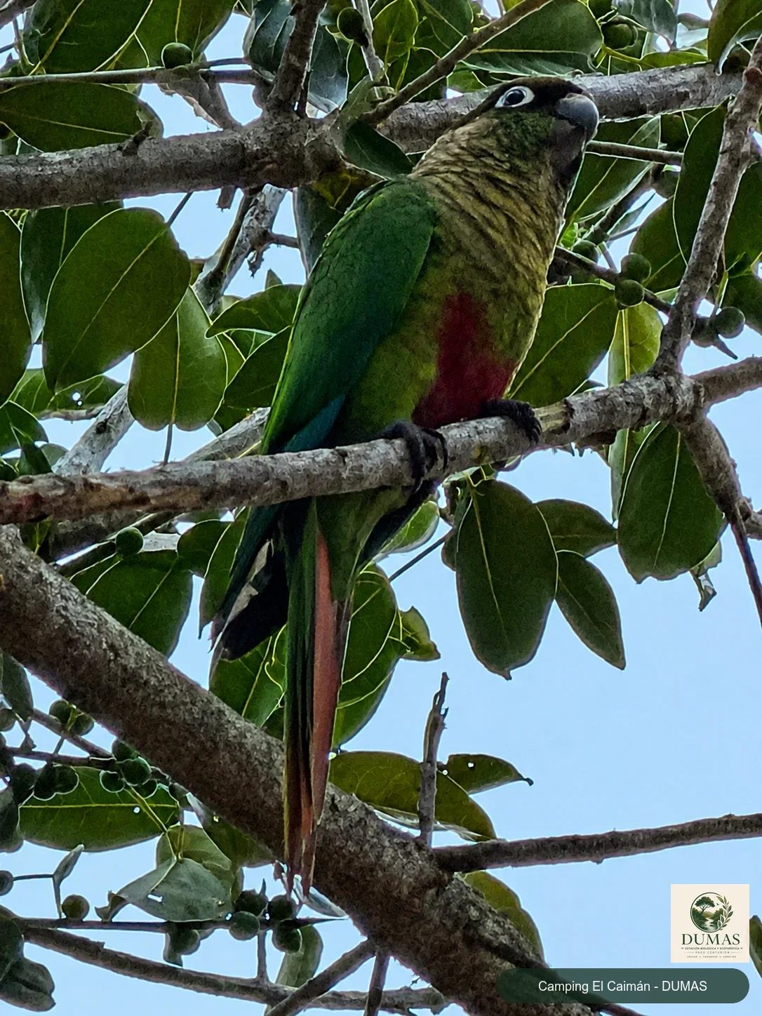Registro fotográfico de Chiripepé cabeza verde