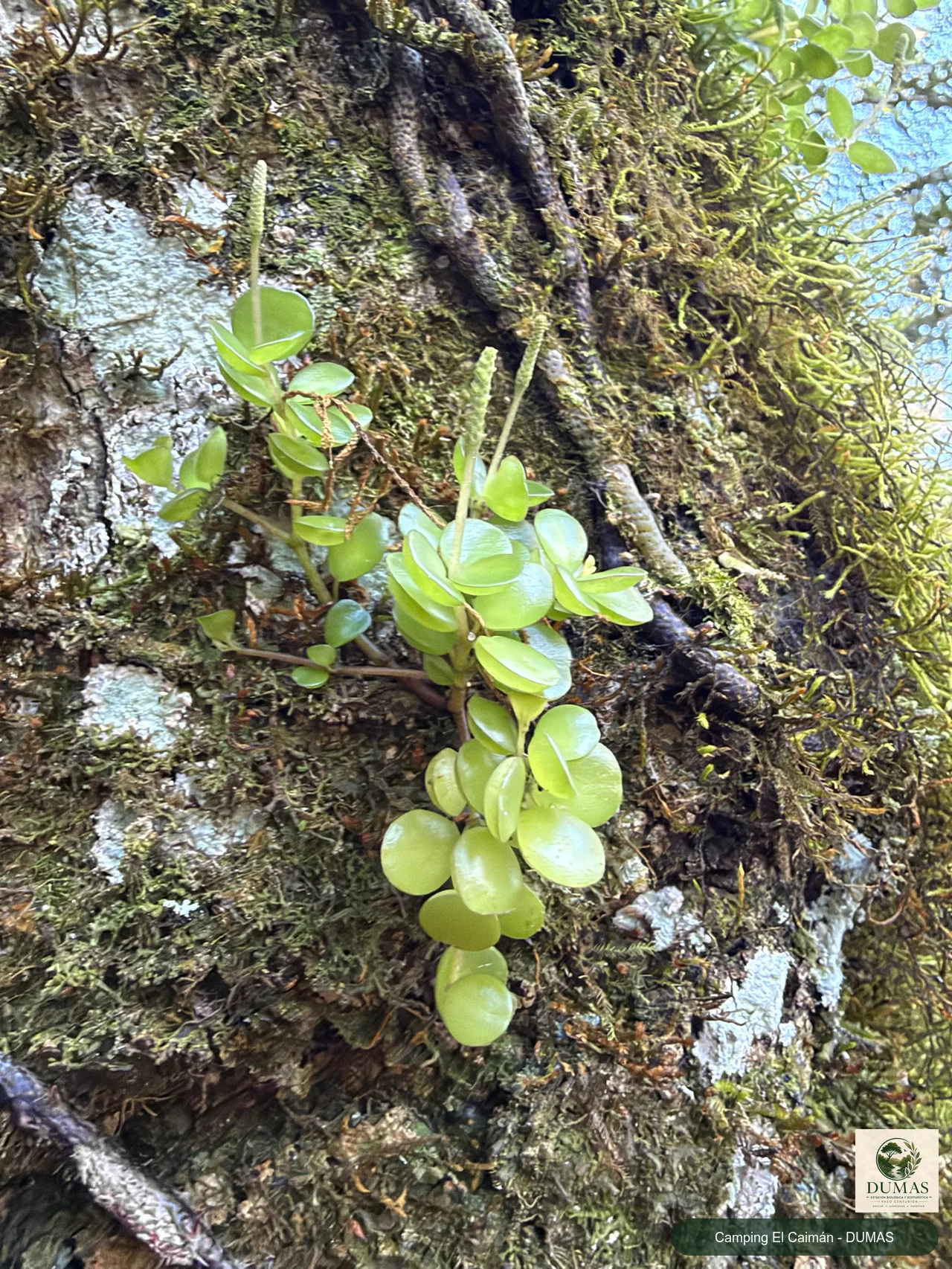 Registro fotográfico de Peperomia catharinae