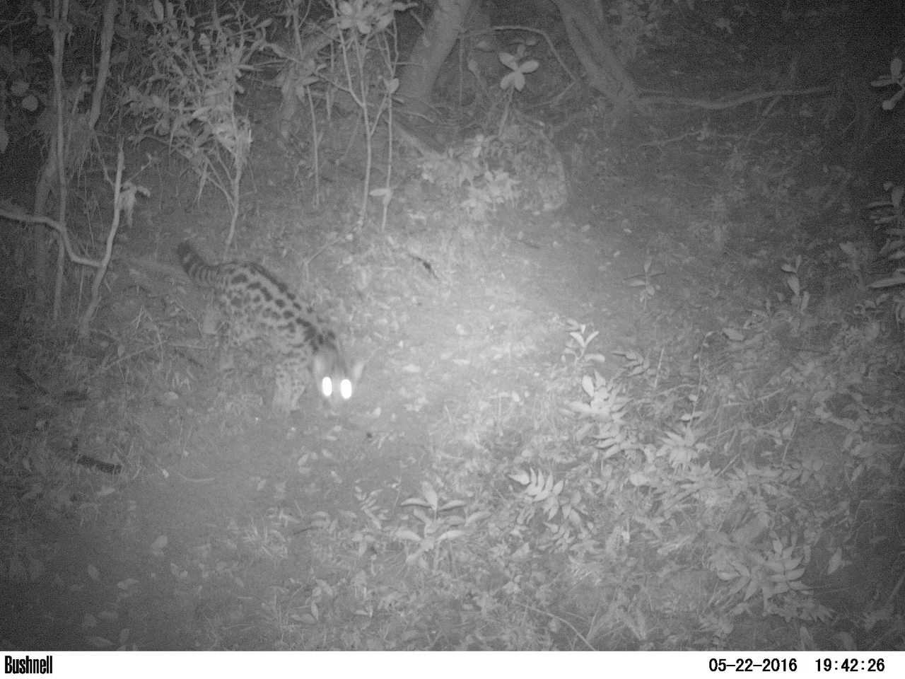 Margay registrado mediante cámara trampa en Paso Centurión
