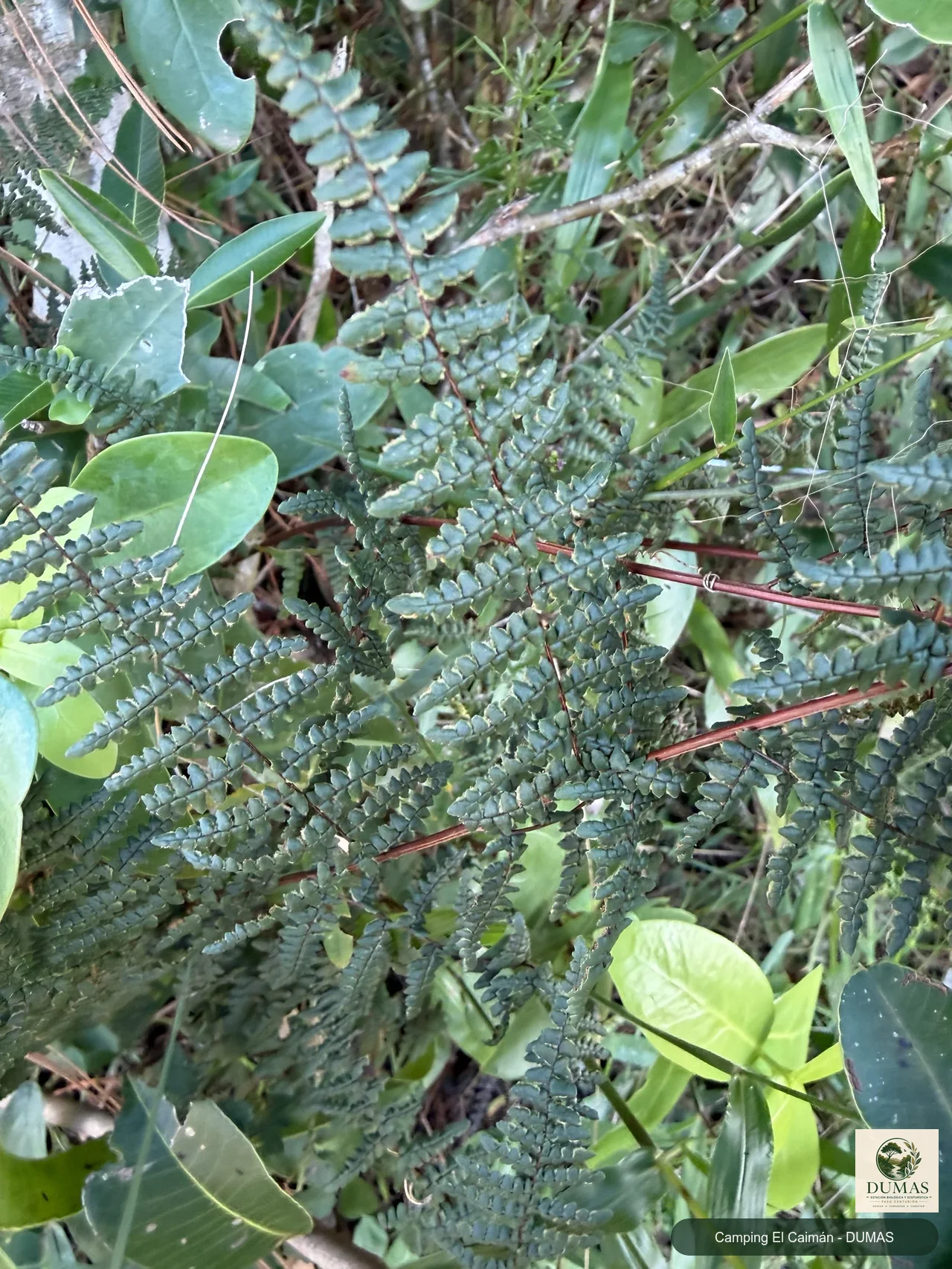 Registro fotográfico de Adiantopsis chlorophylla