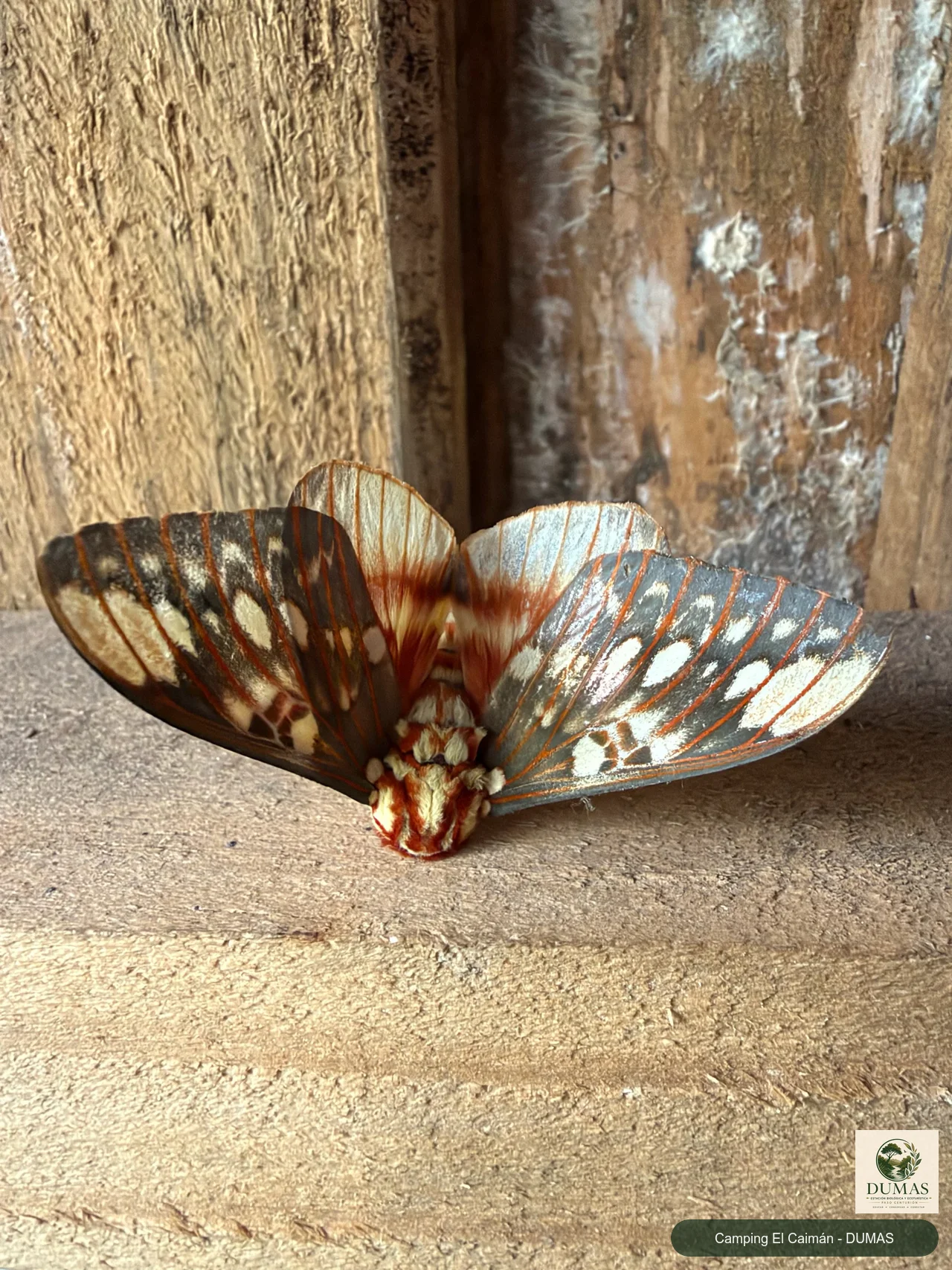 Registro fotográfico de Citheronia brissotii