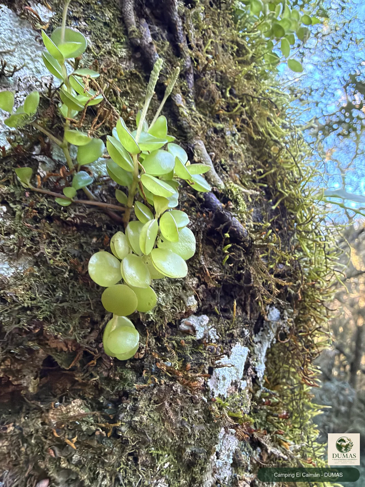 Registro fotográfico de Peperomia catharinae