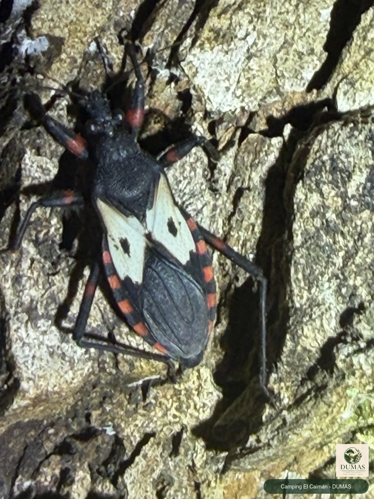 Registro fotográfico de Microtomus conspicillaris