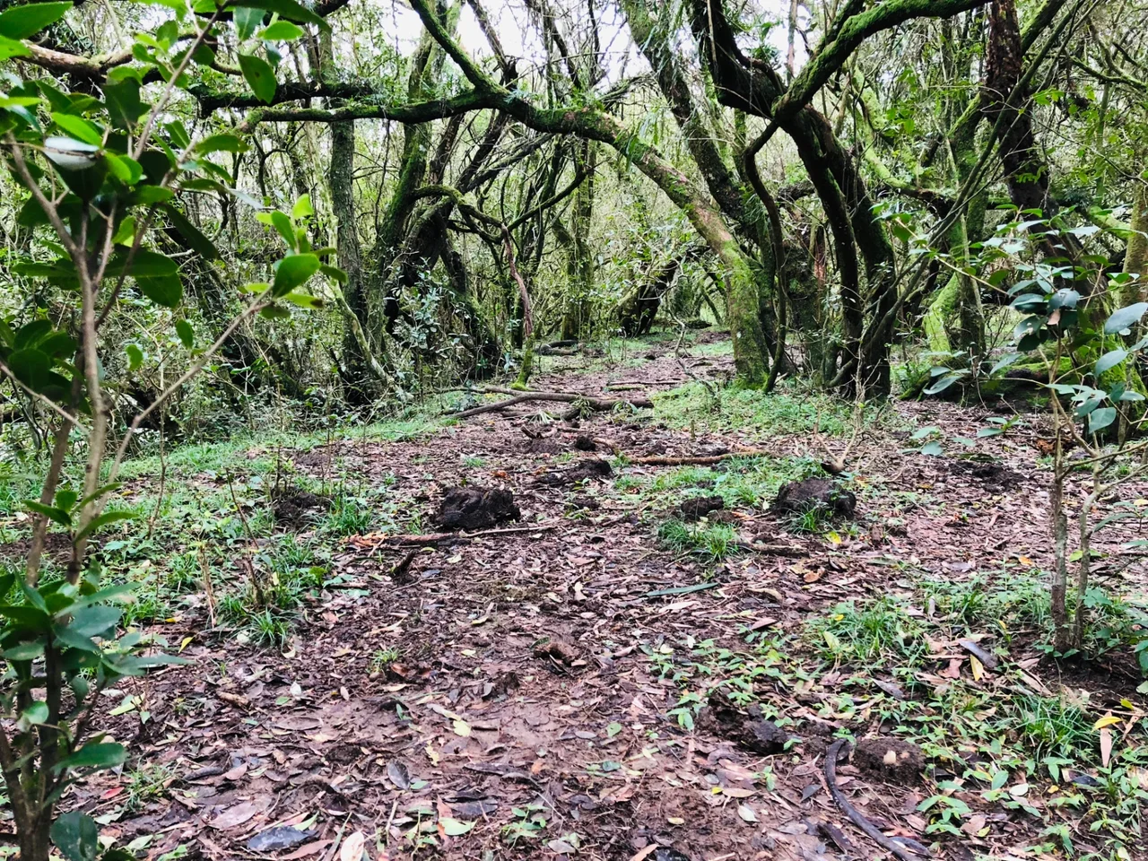 Foto del paseo Cueva de la Tigra y alrededores